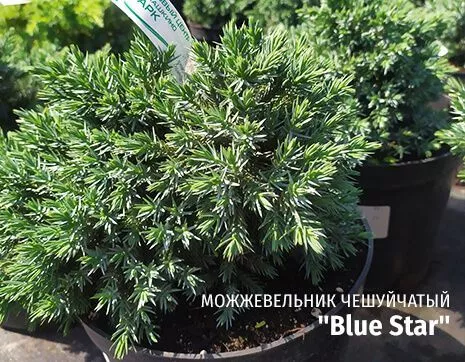 Blue Star